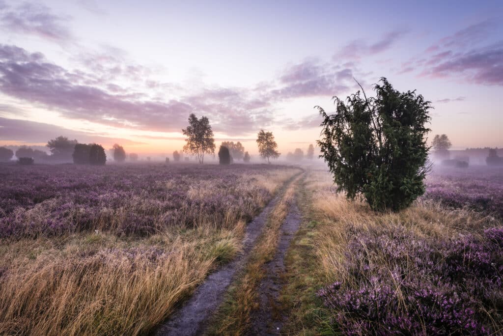 Reiseland Niedersachsen Lüneburger Heide